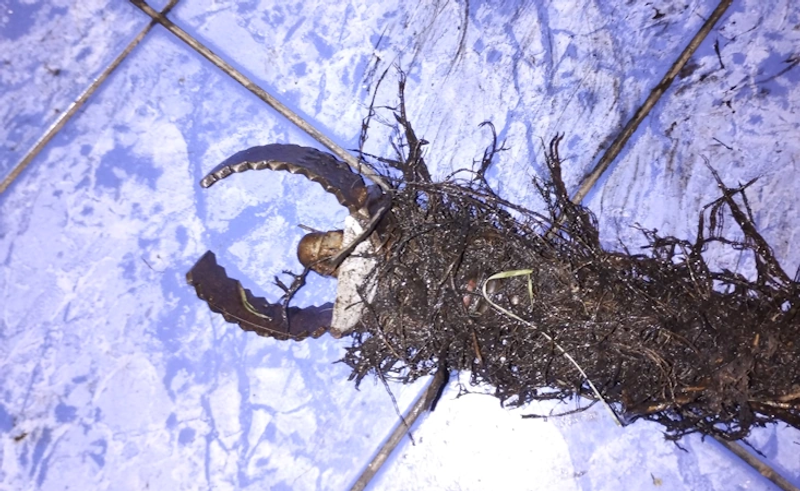 Hydraulik udrażnia zatkaną toaletę przy użyciu przepychacza