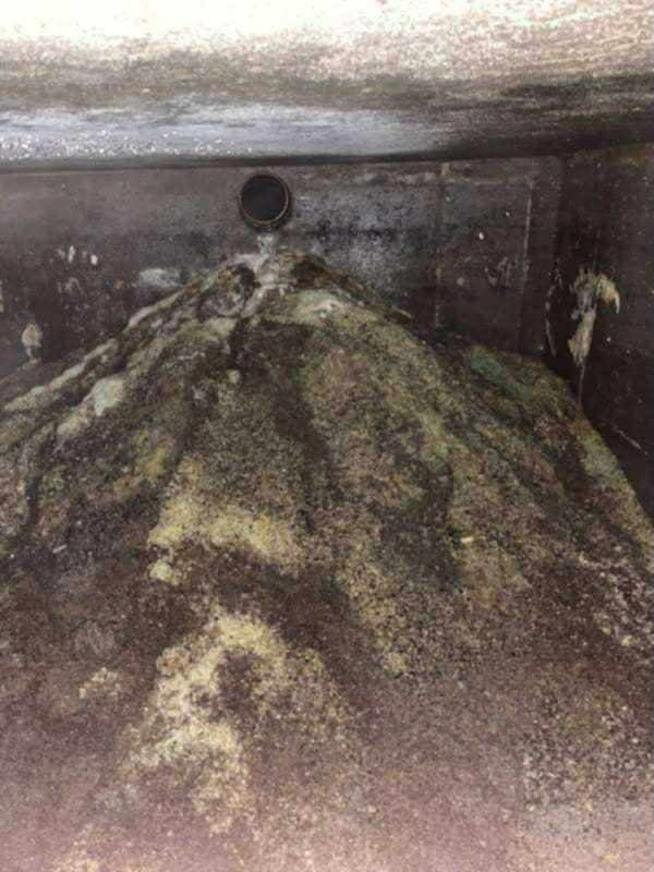 Koci żwirek w kanalizacji – dlaczego nigdy nie wolno go wrzucać do toalety?